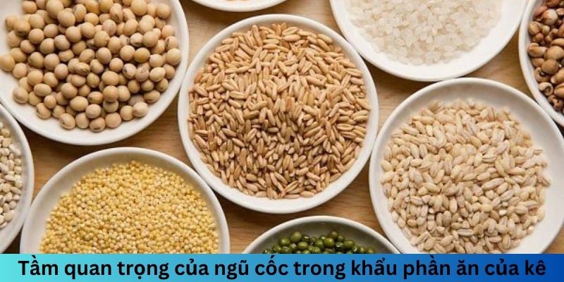 Ngũ Cốc Đá Gà Gồm Những Gì? Chế Độ Dinh Dưỡng Hoàn Hảo 1 Trang Chủ Jun88.com #1 Việt Nam Tầm quan trọng của ngũ cốc trong khẩu phần ăn của kê