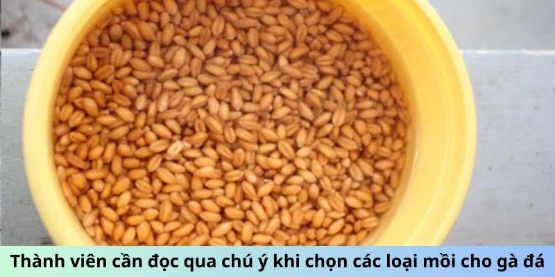 Các Loại Mồi Cho Gà Đá Giúp Chiến Kê Đá Đâu Thắng Đó 3 Trang Chủ Jun88.com #1 Việt Nam Thành viên cần đọc qua chú ý khi chọn các loại mồi cho gà đá